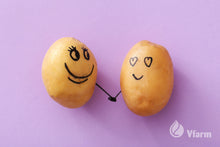 Įkelti vaizdą į galerijos rodinį, MADEIRA bulvių sėkla, su veidukais, reklaminė nuotrauka
