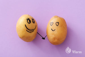 MADEIRA bulvių sėkla, su veidukais, reklaminė nuotrauka