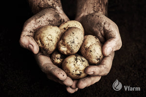 MELODY bulvių sėkla, žemėtos rankose, reklaminė nuotrauka