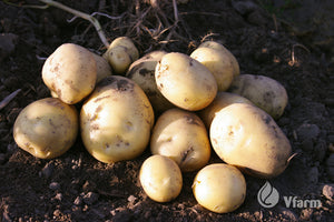 NANDINA bulvių sėkla, žemėje
