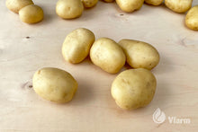 Įkelti vaizdą į galerijos rodinį, PRIMABELLE bulvių sėkla, nuplauta ant fanieros
