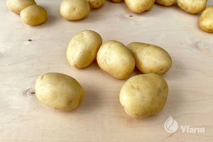 PRIMABELLE bulvių sėkla, nuplauta ant fanieros