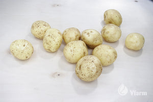 VINETA bulvių sėkla, nuplautos ant fanieros